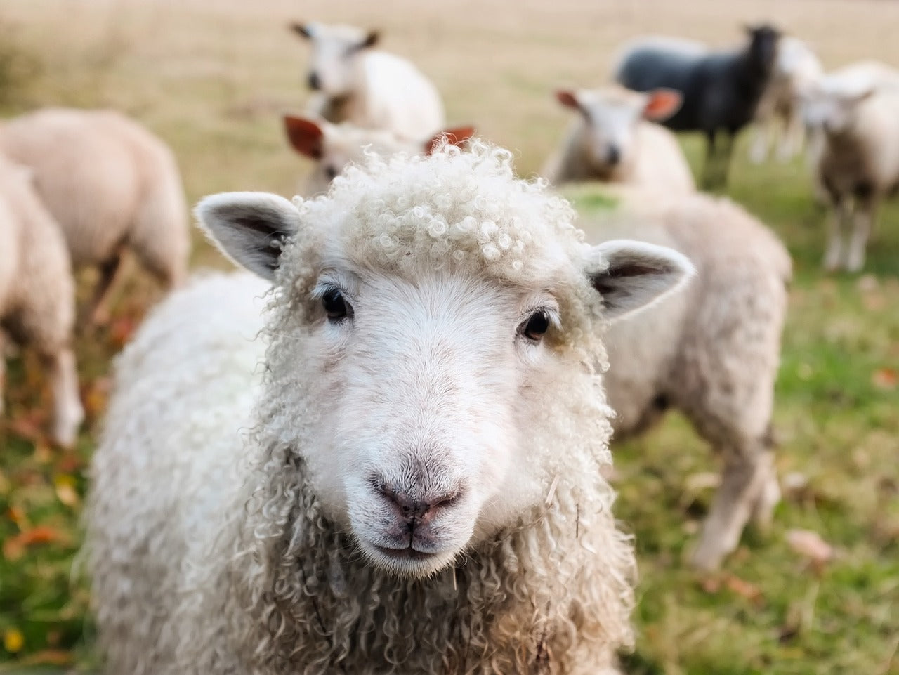 Sheep Classes (Select Class, add info, click add to cart and then repeat to add multiple classes to cart before checkout)