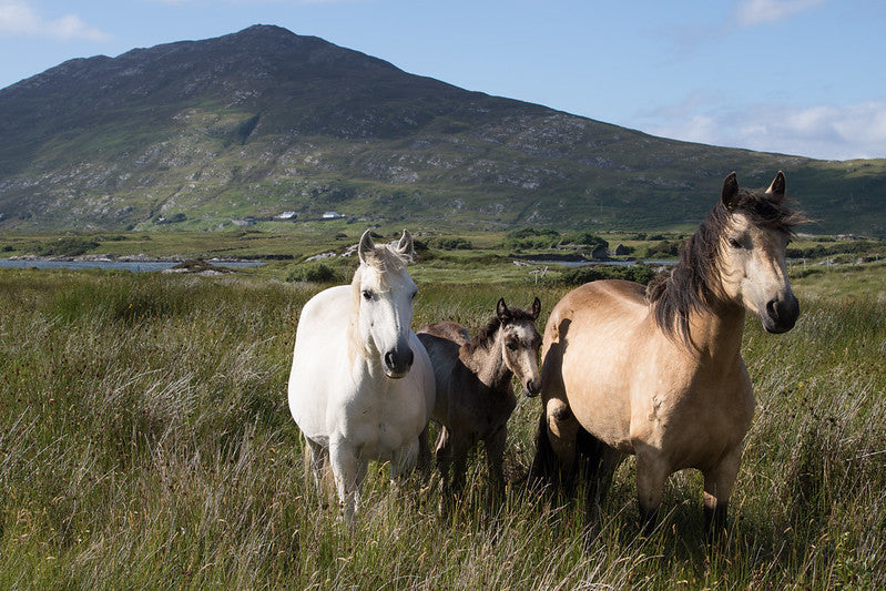 Connemara Pony, Local & Coloured Pony Classes (Select Class, add info, click add to cart and then repeat to add multiple classes to cart before checkout)