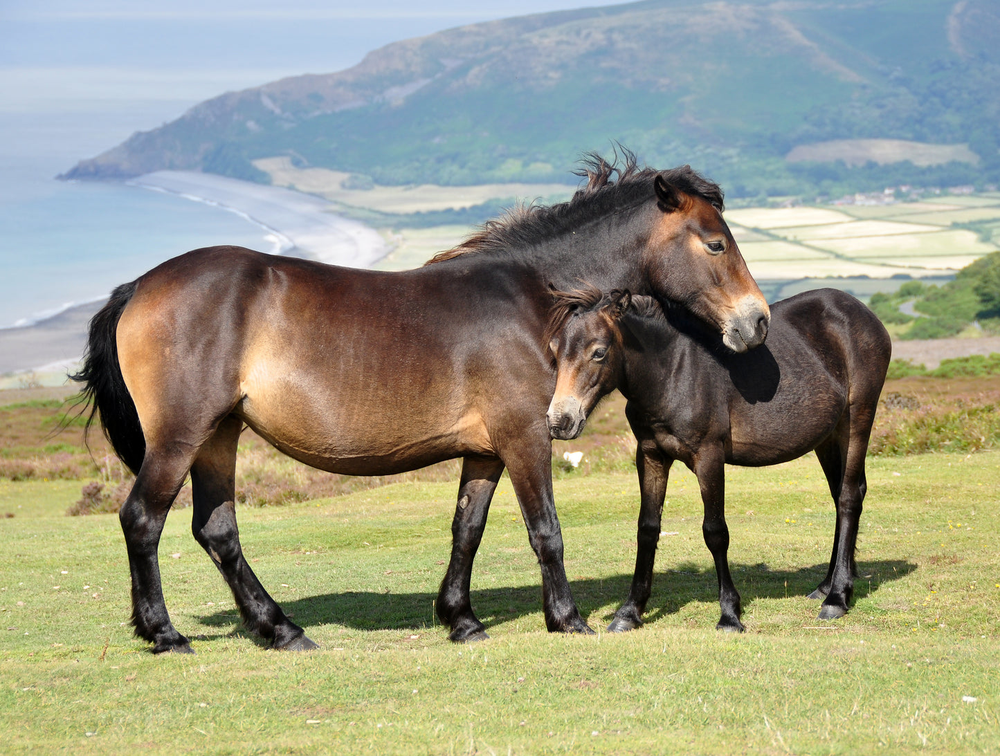 Local Pony Classes (Within 20 miles) (Select Class, add info, click add to cart and then repeat to add multiple classes to cart before checkout)