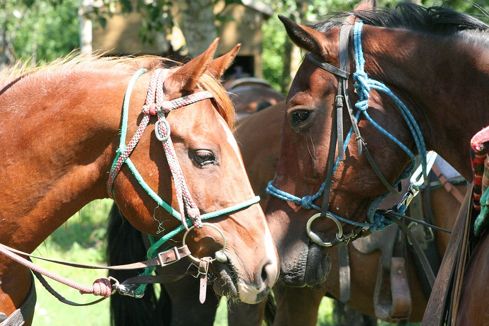 Young Horse, Mare & Foal Classes (Select Class, add info, click add to cart and then repeat to add multiple classes to cart before checkout)